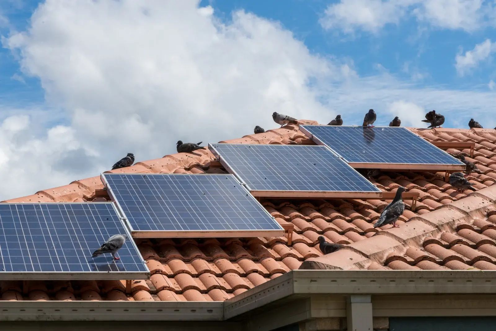 Pigeons roosting under rooftop solar panels